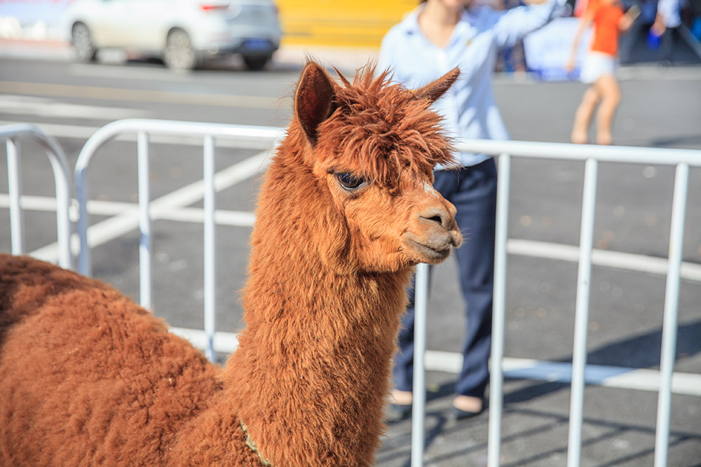 【車展第一天】遇到那個TA，放棄蘋果8......