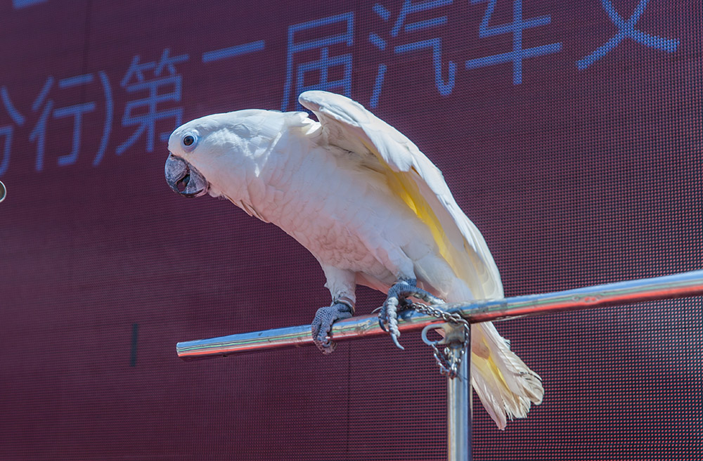 【車展第一天】遇到那個TA，放棄蘋果8......