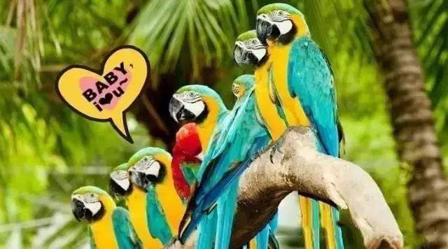 【915-918邵陽秋季車展倒計(jì)時(shí)7天】藝高鳥膽大，墻都不服，我就服niao！