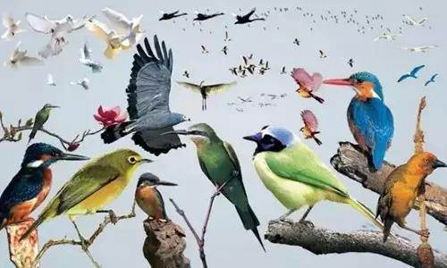 【915-918邵陽秋季車展倒計(jì)時(shí)4天】不想出門看人人人，那就改成看鳥鳥鳥！