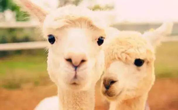  【915-918邵陽秋季車展倒計(jì)時(shí)3天】男人車展看美女，女人車展看什么？